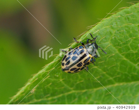 ヤナギハムシ 40942939