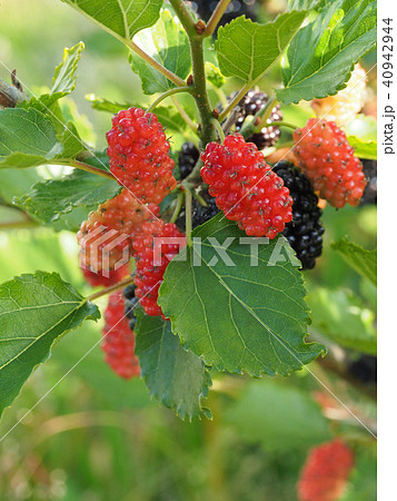 桑の実 40942944