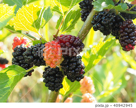桑の実 桑の実 40942945