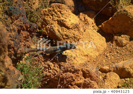 Curious lizar at volcano del Teide 40943125
