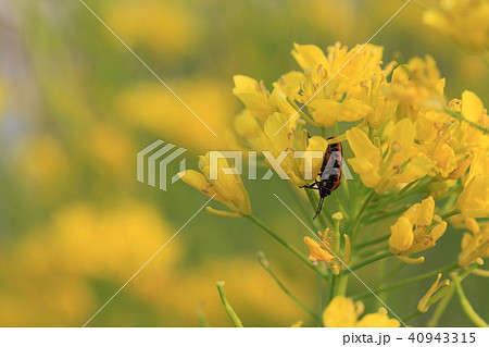 菜の花 と ナガメ 40943315