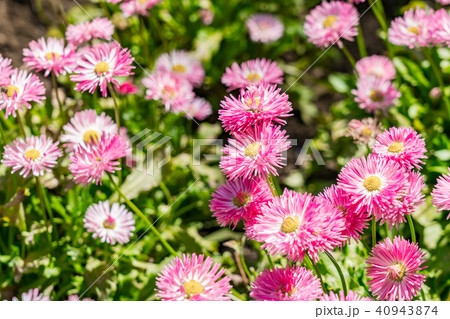 神奈川県 ピンクの花畑の写真素材