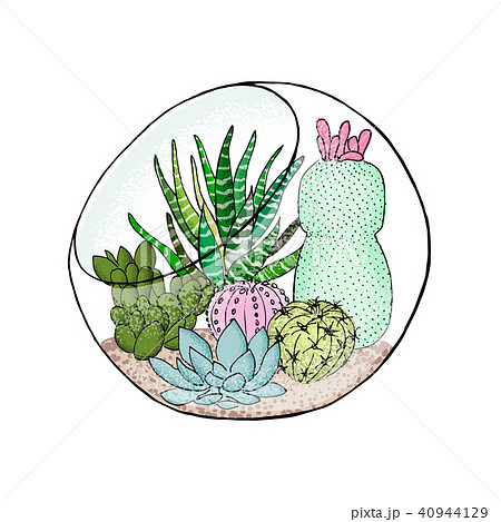 Succulent cactus collection in aquarium. Agave, aloe, Saguaro, gastraea, haworthia, echeveria 40944129