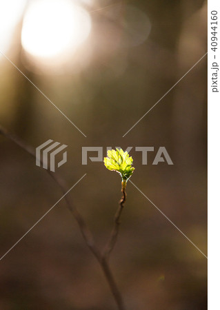 New leaf growing at spring New leaf growing at spring 40944160