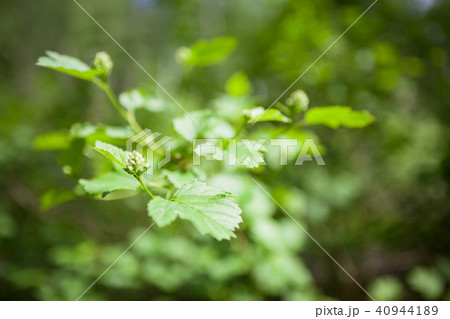 Green plant leaves and bud 40944189
