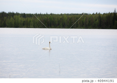 Whooper swan swimming on lake 40944191