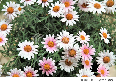 マーガレット 40944369