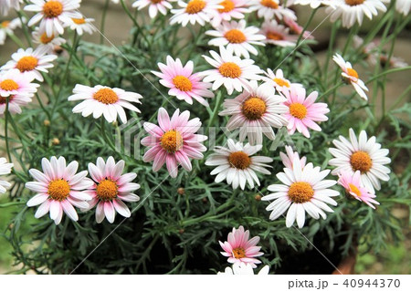 マーガレット 40944370