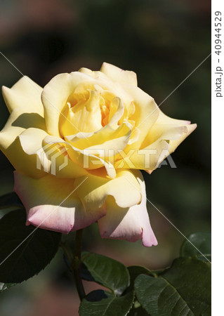 ピース　バラの花 40944529