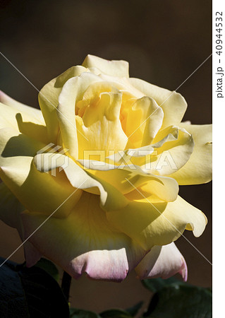 ピース バラの花 ピース バラの花 40944532