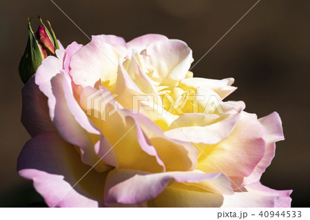 ピース バラの花 ピース バラの花 40944533