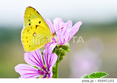 モンキチョウ 40945103