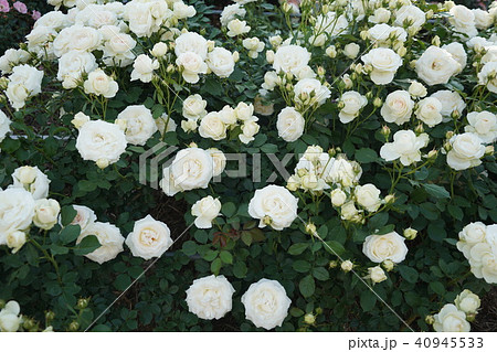 薔薇 ブランピエール ドゥ ロンサール さかき千曲川バラ公園の写真素材