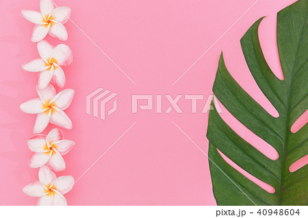 Monstera liana, vine top view still life 40948604