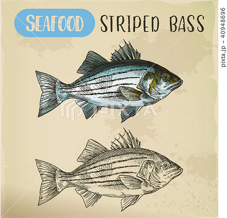 Sketch of striper fish or atlantic striped bass - Stock