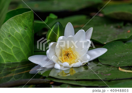 european white water lilly. Danube Delta, Romania european white water lilly. Danube Delta, Romania 40948803