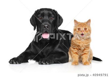Happy Cat and Dog Happy Cat and Dog 40949791