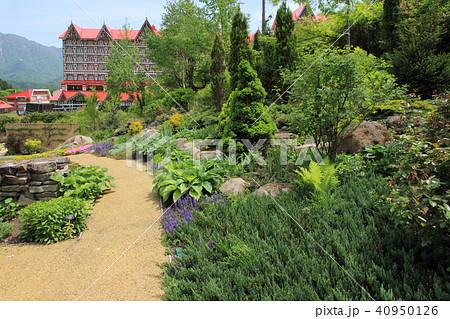 5月のイングリッシュガーデン 40950126