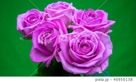 薔薇の花束（クロマキー素材） 40950138