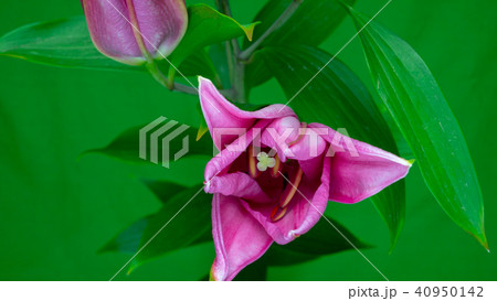 百合の開花 クロマキー素材 の写真素材