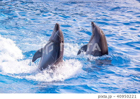 a cute dolphins during a speech at the dolphinariu a cute dolphins during a speech at the dolphinariu 40950221
