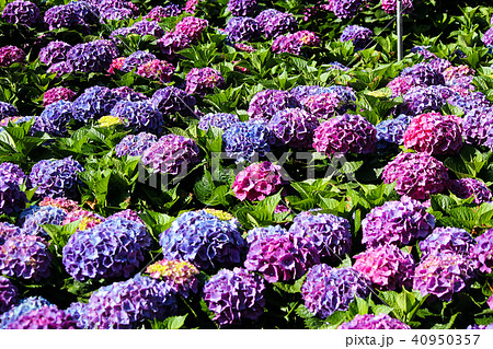 台湾 花期 紫陽花 40950357