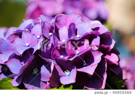 台湾 花期 紫陽花 40950360