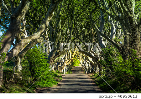 The Dark Hedges The Dark Hedges 40950613