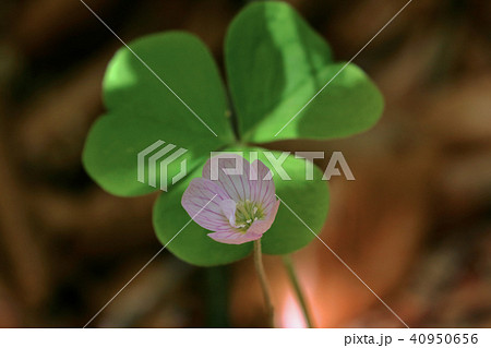 ミヤマカタバミの花と葉　福島県只見町 40950656