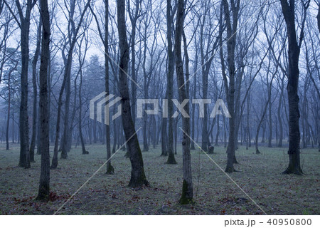 武蔵野風景　早春 40950800