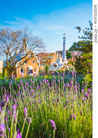 Orange colored mosaic building in Park Guell. Violet lavender flower blossom in foreground 40950806