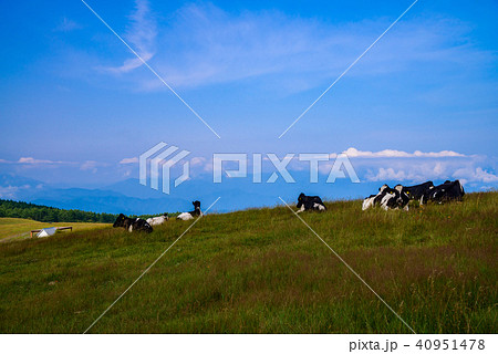 【長野県】高ボッチ高原の牧場 夏 40951478