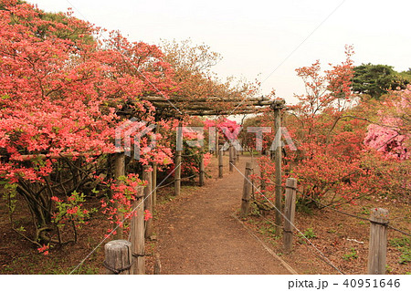 春の訪れ（名勝つつじが岡公園） 40951646