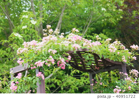 バラの花　バレリーナ 40951722