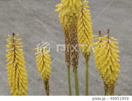 トリトマ 黄色花 02 トリトマ 黄色花 02 40951959