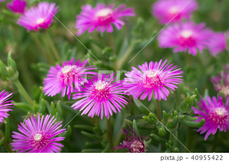 松葉菊 松葉菊 40955422