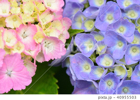 アジサイ 40955503