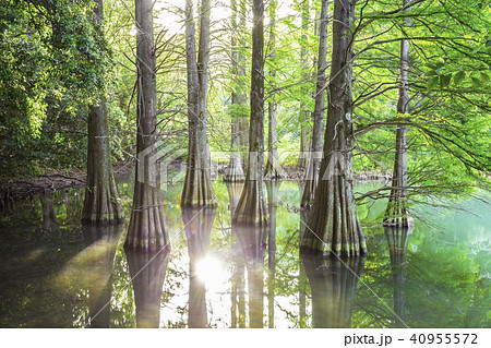 幻想的な落羽松の森 幻想的な落羽松の森 40955572