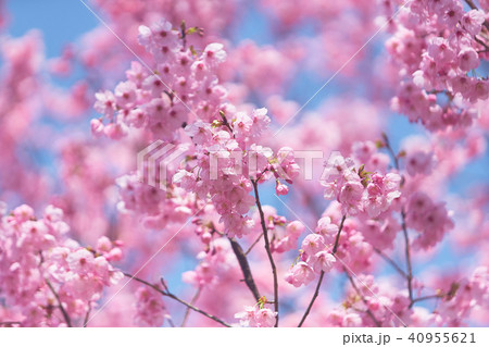ヨウコウザクラ ヨウコウザクラ 40955621