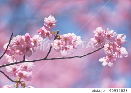 ヨウコウザクラ ヨウコウザクラ 40955623