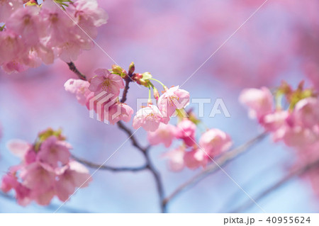 ヨウコウザクラ ヨウコウザクラ 40955624