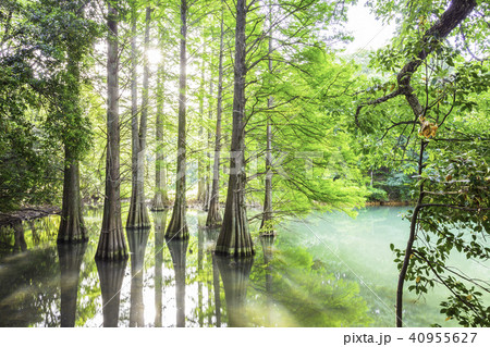幻想的な落羽松の森 幻想的な落羽松の森 40955627