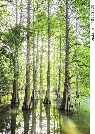 幻想的な落羽松の森 幻想的な落羽松の森 40955629