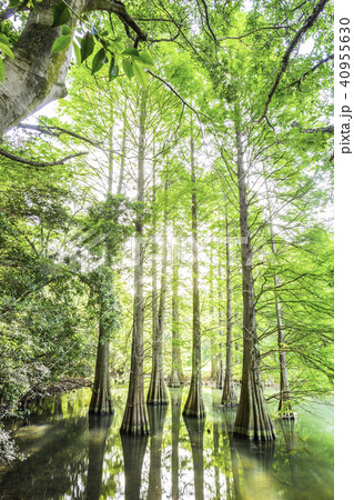 幻想的な落羽松の森 40955630