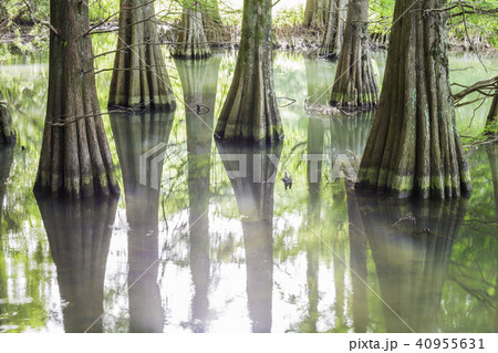 幻想的な落羽松の森 40955631
