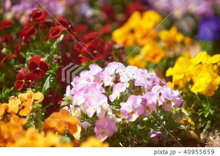 春の花壇の花 春の花壇の花 40955659