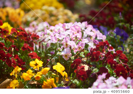 春の花壇の花 40955660