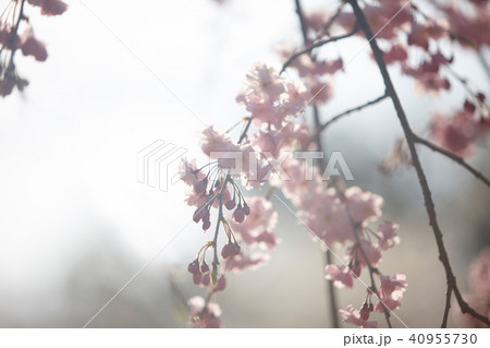 京都円山公園の桜 京都円山公園の桜 40955730