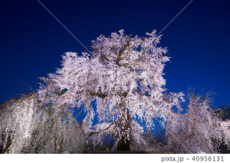 京都円山公園の枝垂れ桜の夜景 京都円山公園の枝垂れ桜の夜景 40956131