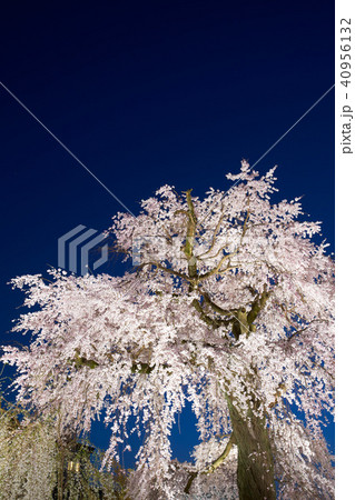 京都円山公園の枝垂れ桜の夜景 40956132